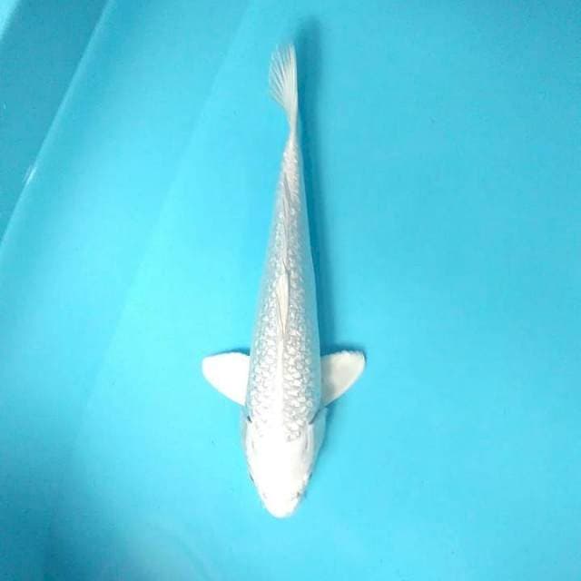 Platinum 27 cm