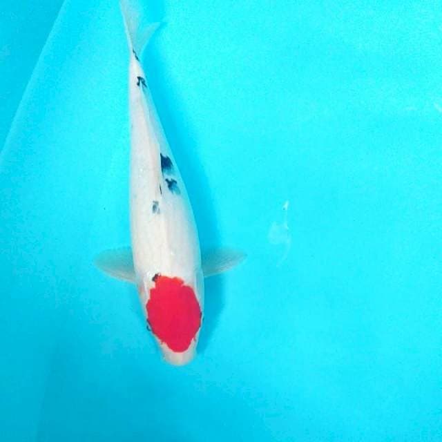 Tancho sanke 32 cm fm