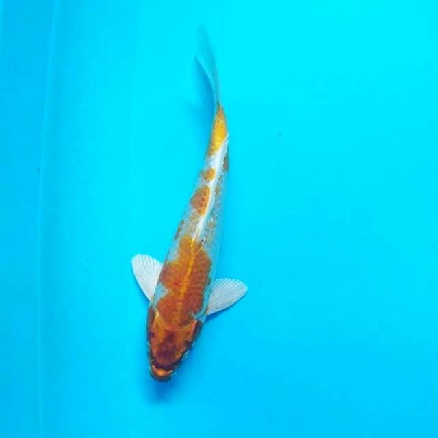 Hariwake 30cm male