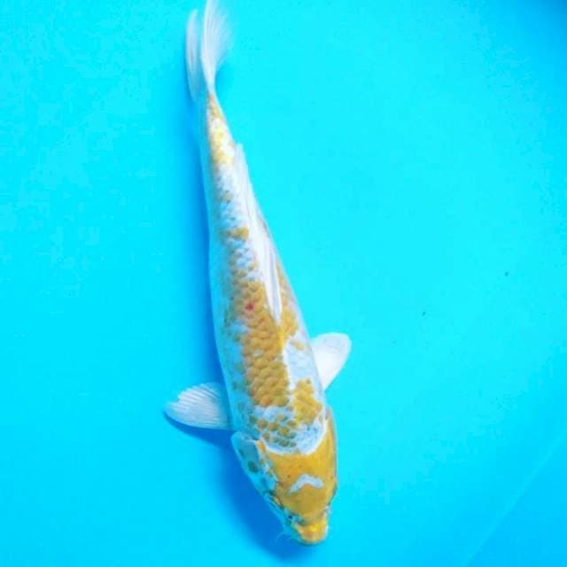 Hariwake 31 cm male