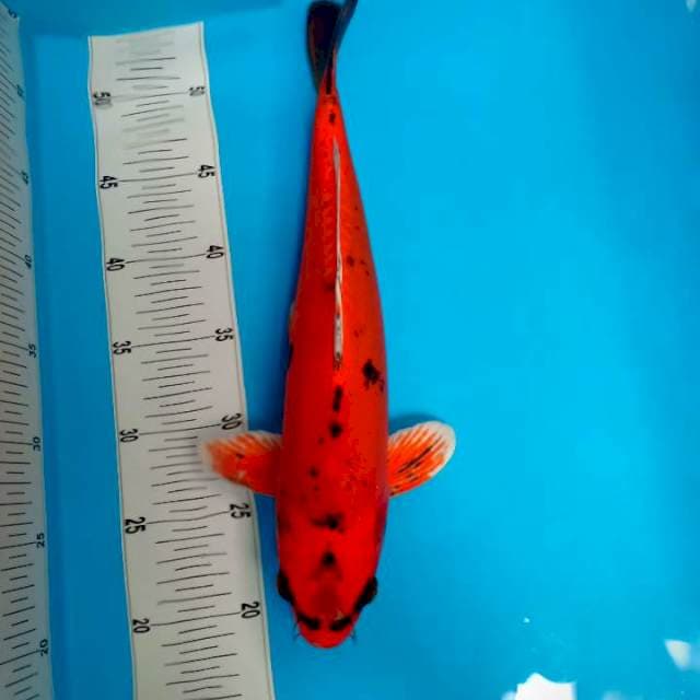 ANTIK 38cm