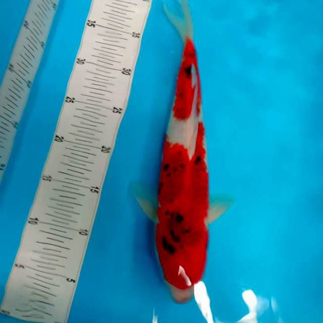 Ai goromo 35 cm