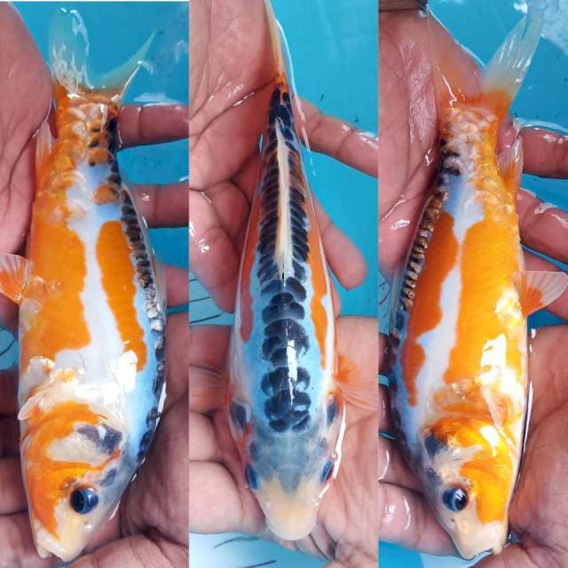 Shusui 22cm