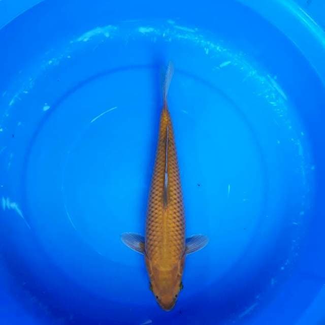 Penjinak Kolam