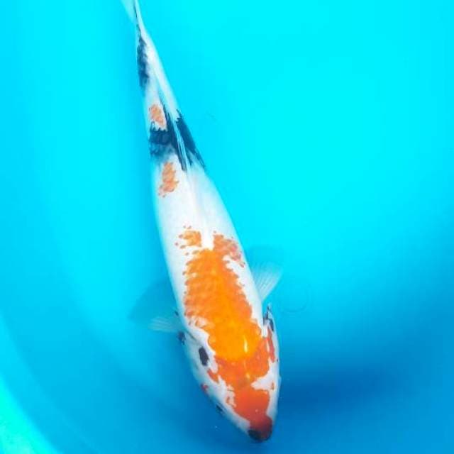 36 cm showa