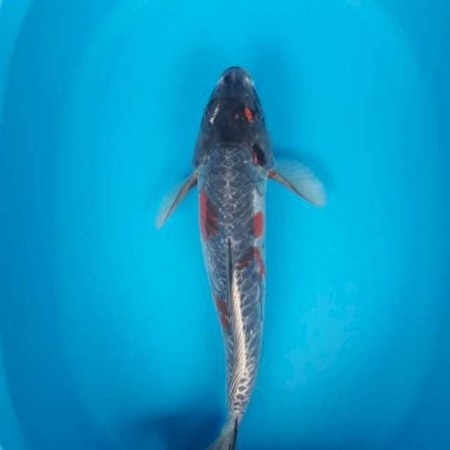 39 cm kiko