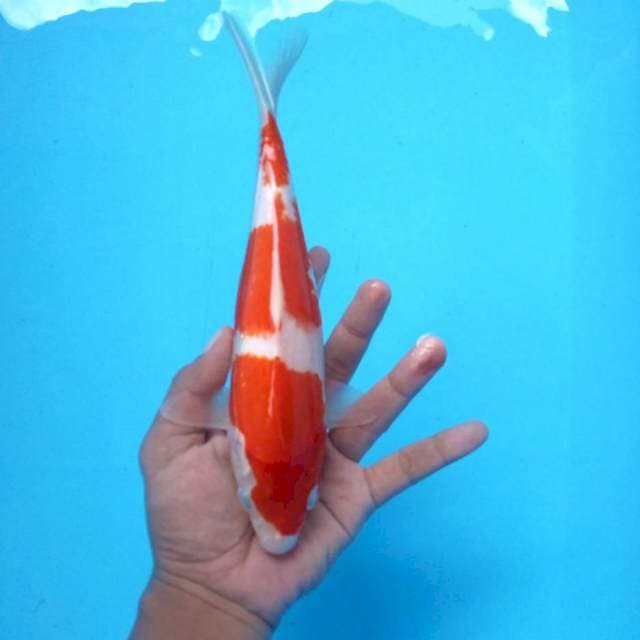 A. Kohaku 3 step #27cm