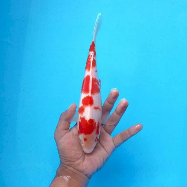 E. Kohaku #27cm