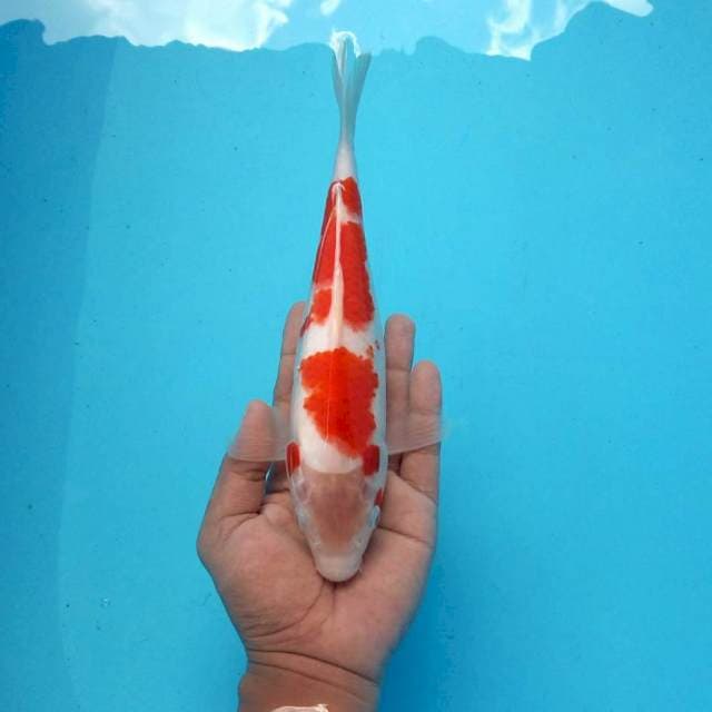 F. Kohaku #26cm