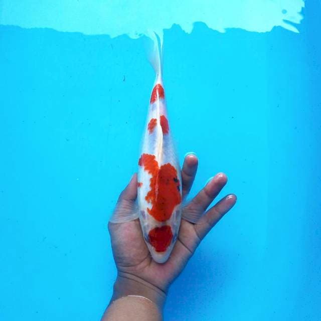 O. Maruten Ai Goromo #28cm