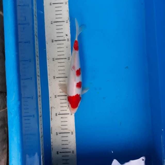 Kohaku