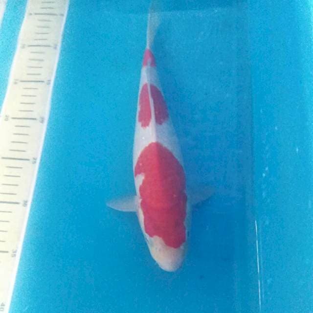 Sandan Kohaku, male 30 cm