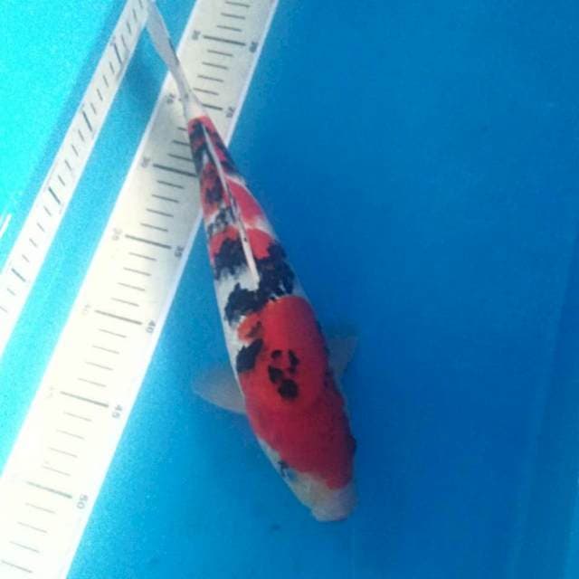 Sanke, male 31 cm