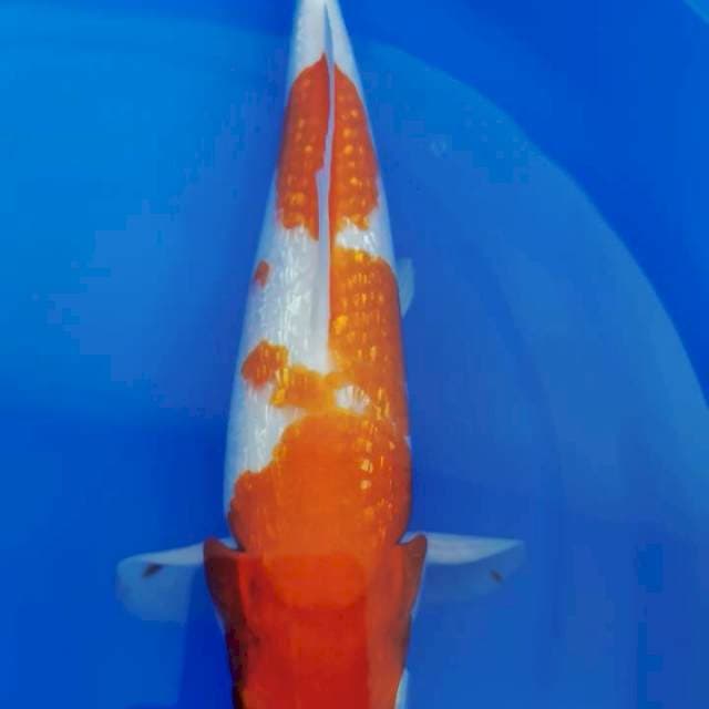 Kohaku Ginrin, 32 cm