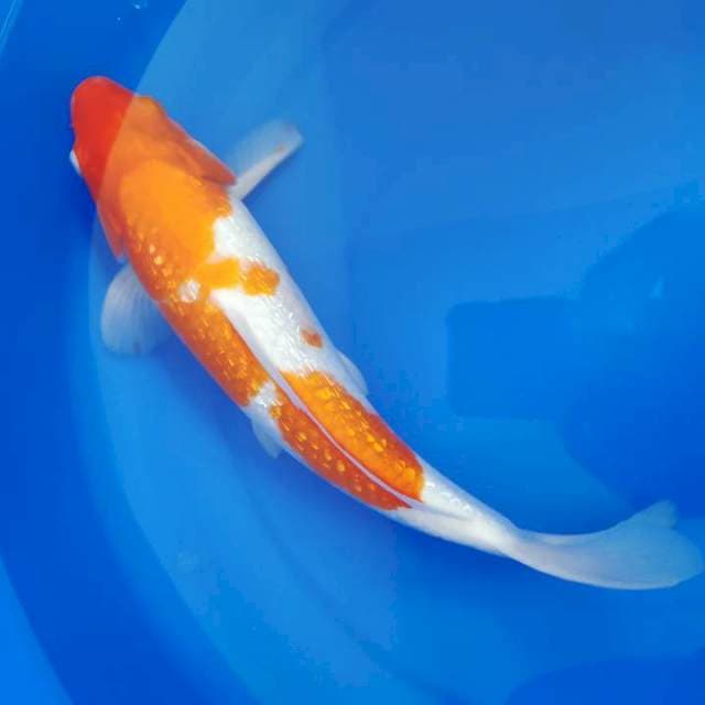 Kohaku Ginrin, 32 cm