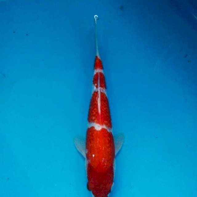 Kohaku gindrin