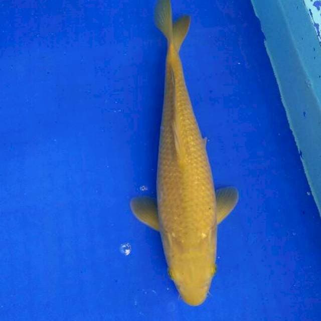 cagoi 35cm
