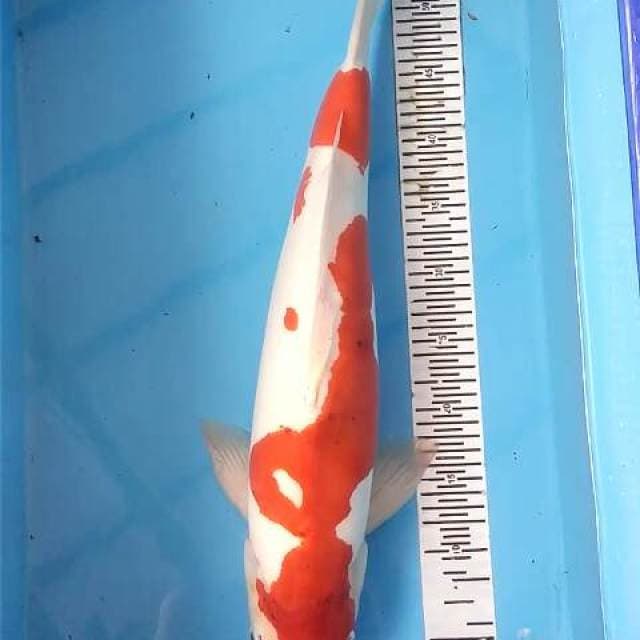 Doitsu Kohaku Jumbo ~55
