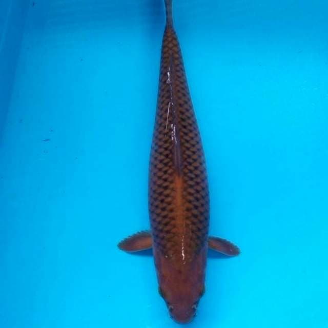Cagoi tembaga