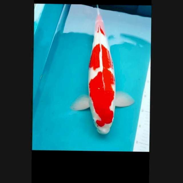 Merah stroong