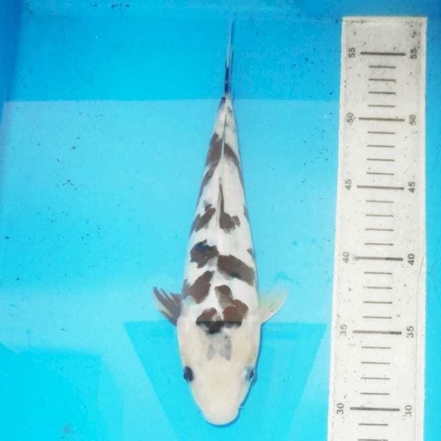 DALMATION