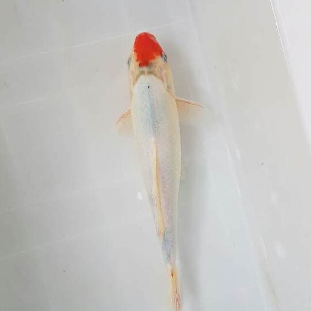Tancho Kohaku