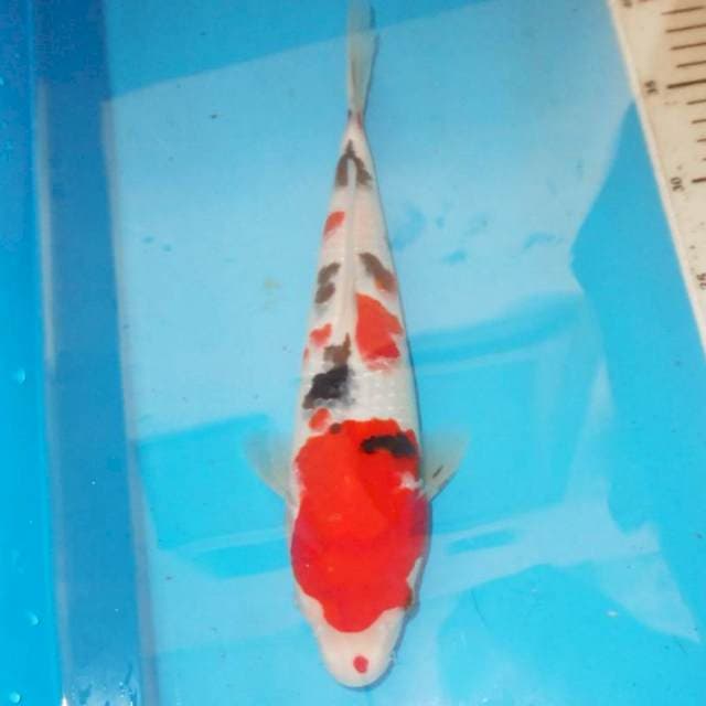 Kindei sanke 30 cm