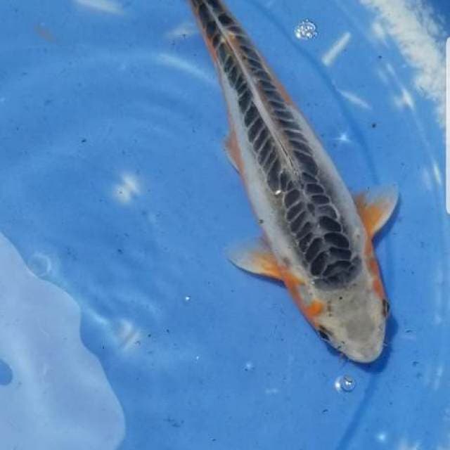 Shusui 35cm