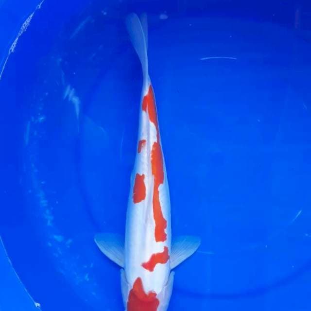 Kohaku Doitsu Bakat Jumbo