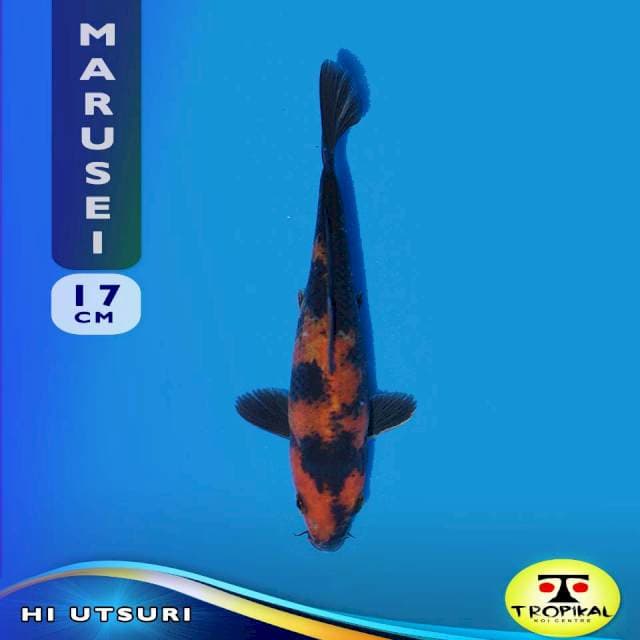 Hi Utsuri (Marusei Farm) 17cm. Import & Breeder Sertifikat