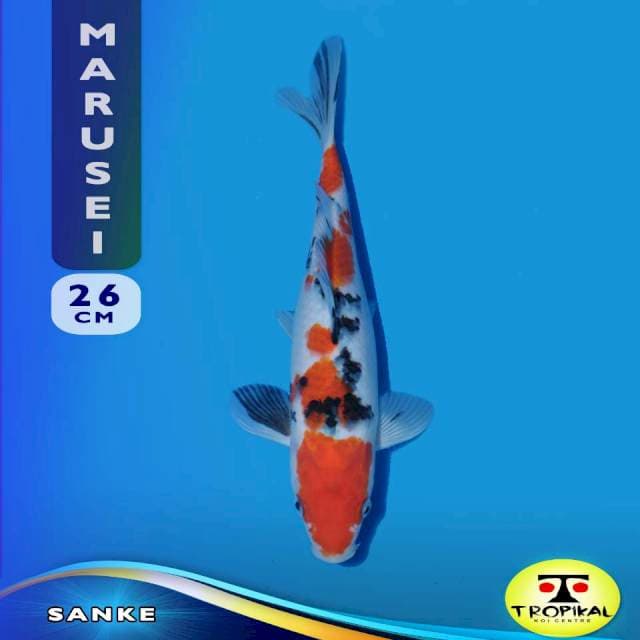 Sanke (Marusei Farm) 26cm. Import & Breeder Sertifikat