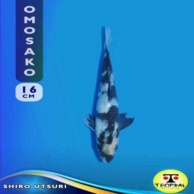 Shiro Utsuri (Omosako Farm) 16cm. Import & Breeder Sertifikat
