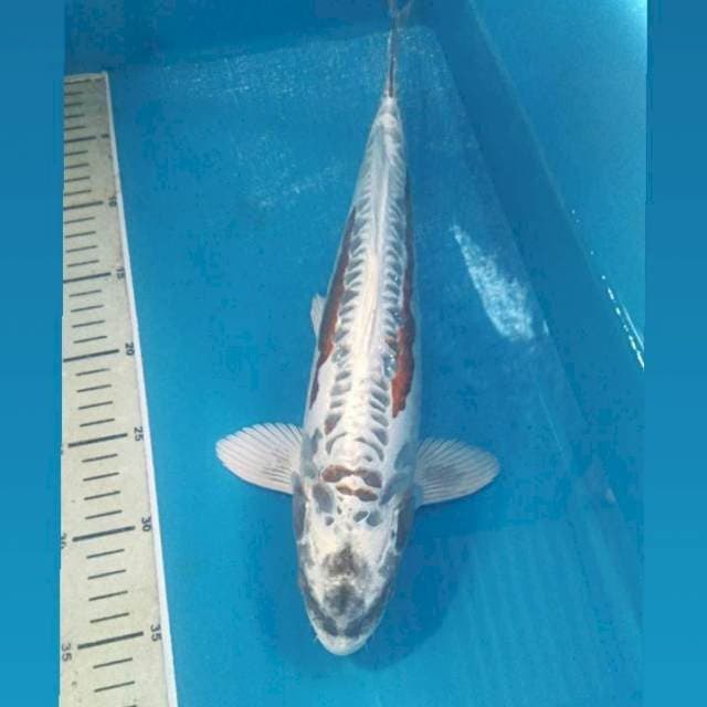 Very Rare Kawarimono, male 37 cm