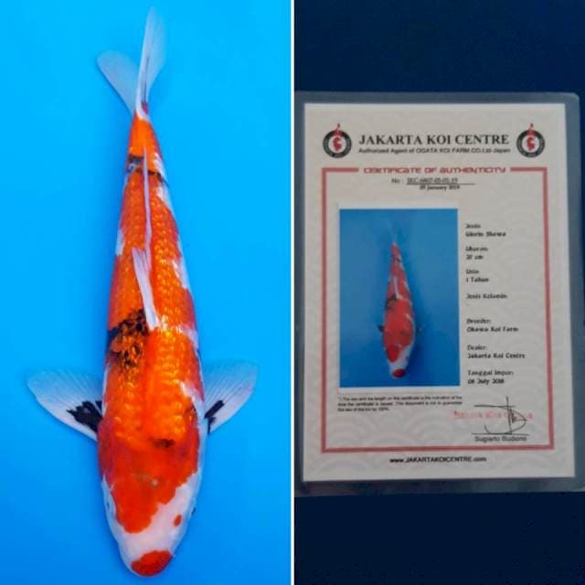 Okawa showa ginrin 36cm