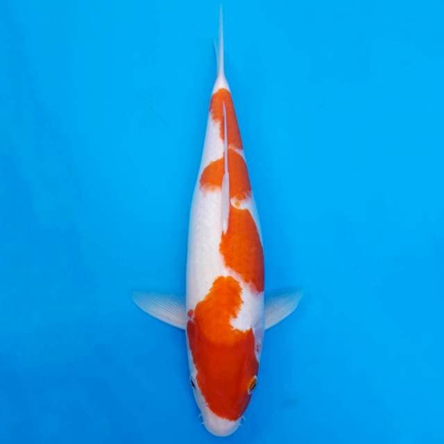 Kohaku body mantap 36cm