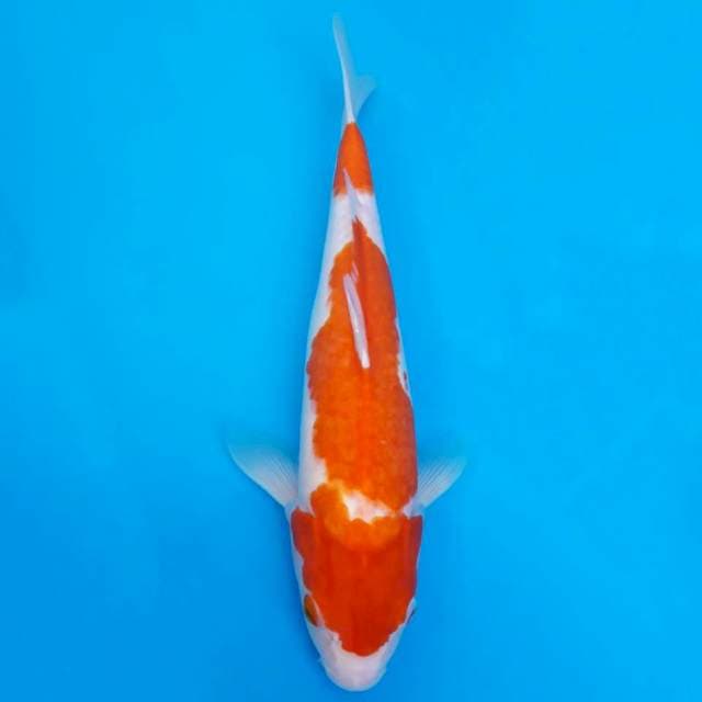 Kohaku prospek 35cm