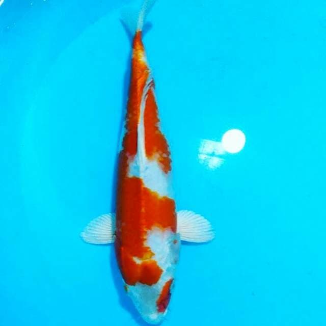 Sakura 34 cm fm