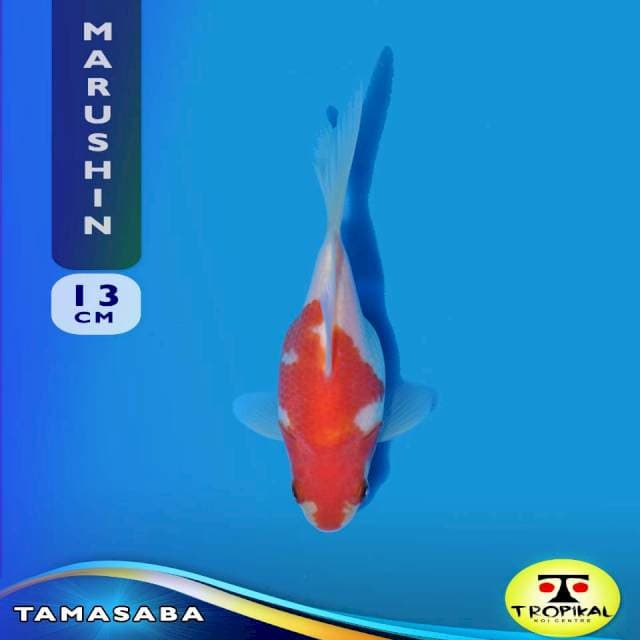 Tamasaba (Marushin Farm) 13cm. Import & Breeder Sertifikat
