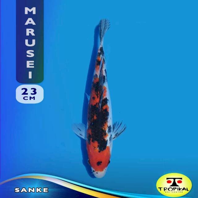 Sanke (Marusei Farm) 23cm. Import & Breeder Sertifikat