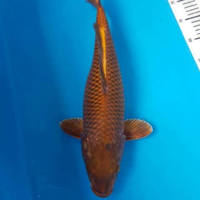 Chagoi Tembaga 45cm