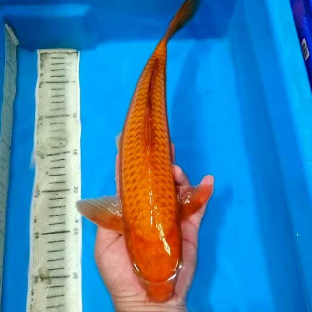 Chagoi ring cantik