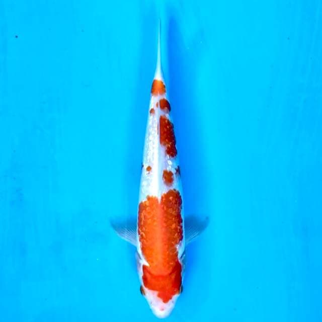 II. Ginrin Kohaku 23cm