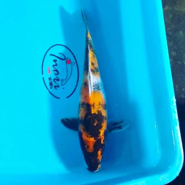 Hi showa 29cm