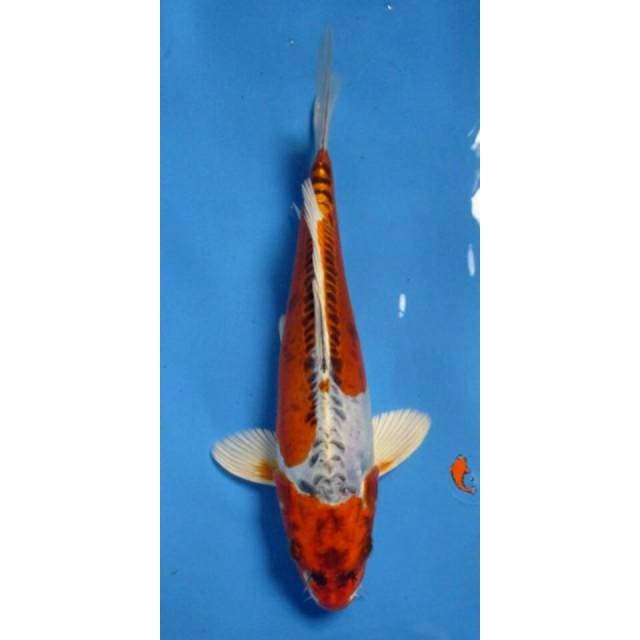 7KOI_NIDAN KUJAKU_29CM