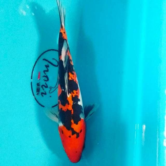 Sanke doit 27 cm