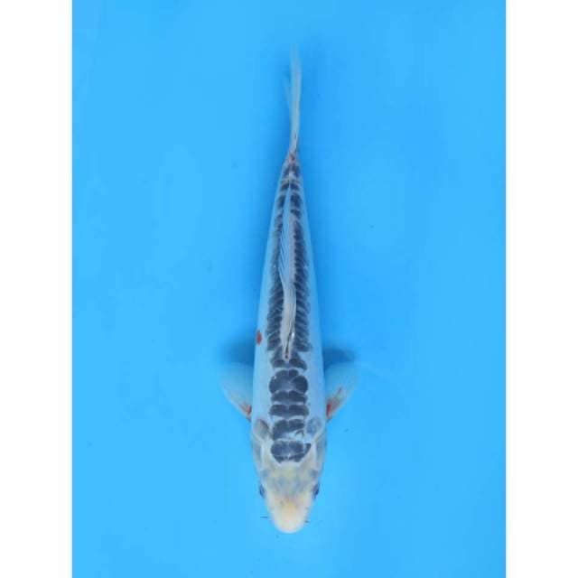 Shusui Tosai - 30cm