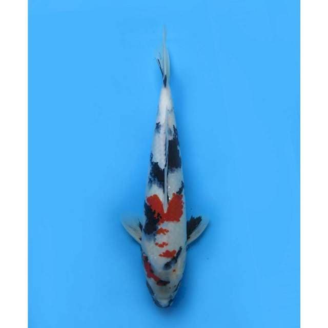 Kindai Showa - 39cm