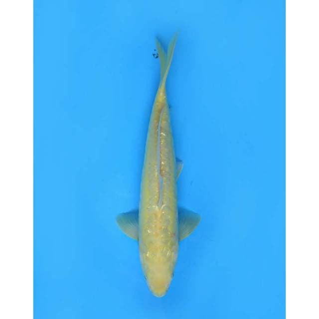 Karasi Ring Naga - 34cm