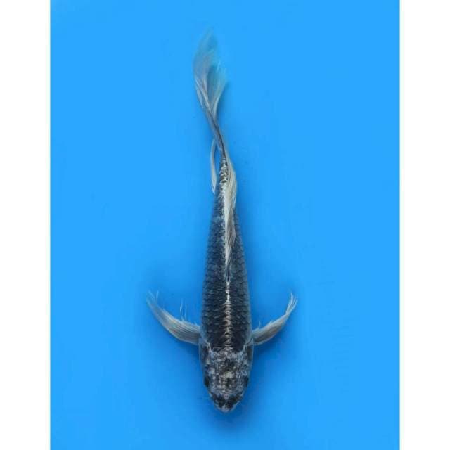 Jumbo Kumpay - 48cm