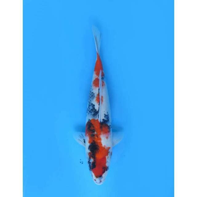 Kindai Showa Tategoi - 39cm
